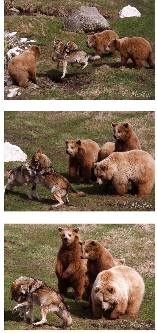 수컷 늑대 싸움을 구경하는 곰