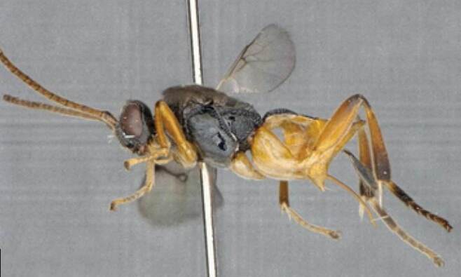 세계 최초 잠수 가능한 신종 벌 일본서 발견?