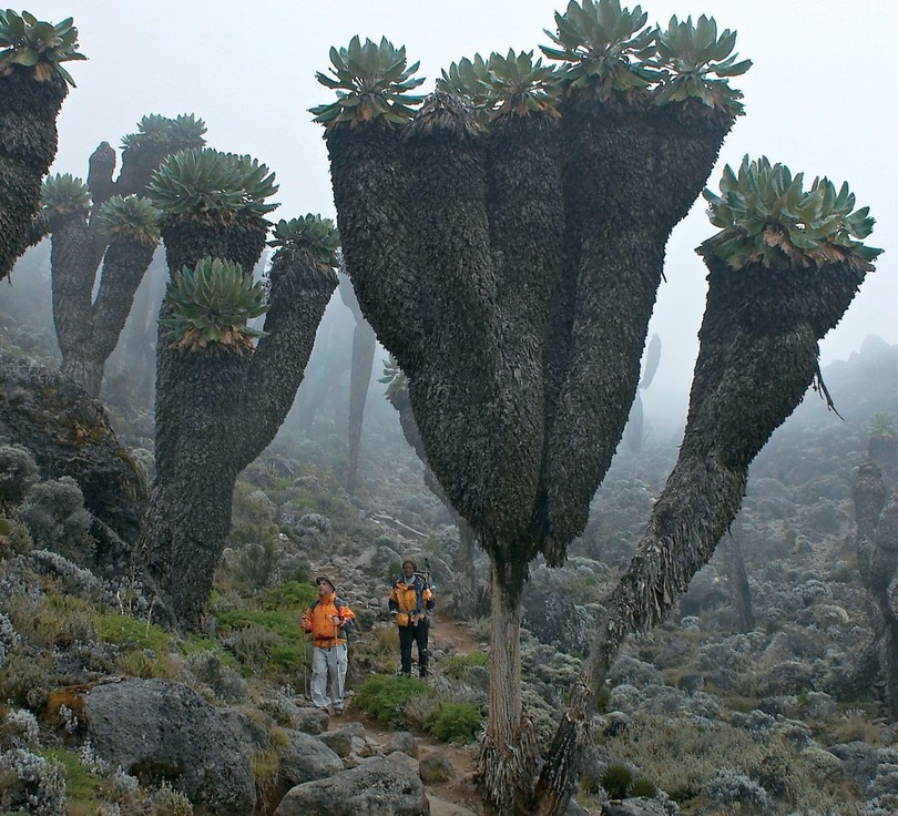 킬리만자로 산의 거대 식물