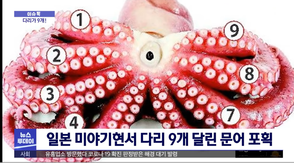 Catch an Octopus with Nine Legs in Japan