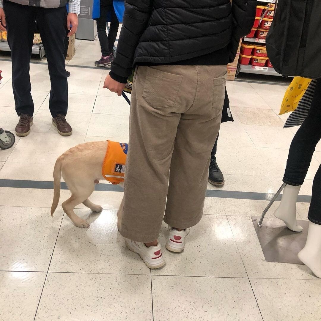 Lotte Mart's Jamsil branch manager refuses to train guide dogs that have been approved.