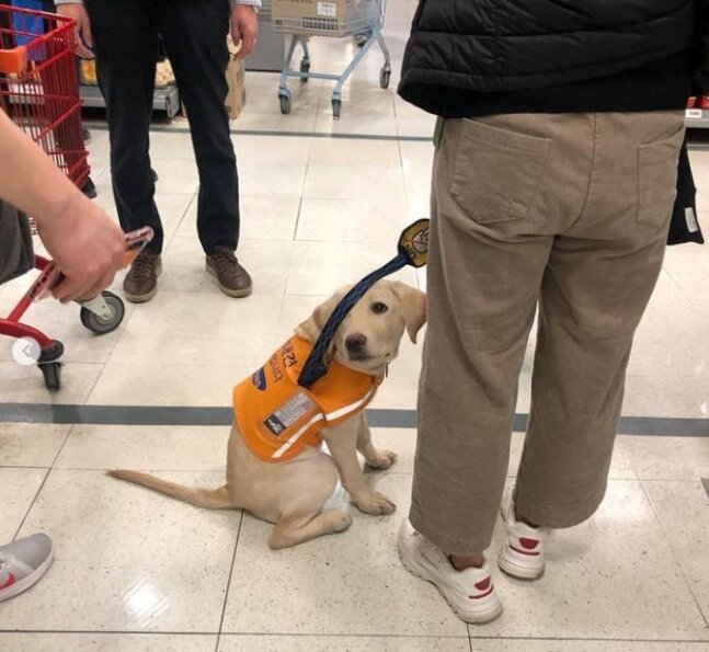 [Solitary] The manager shouts and refuses to...The guide dog trembled with anxiety.