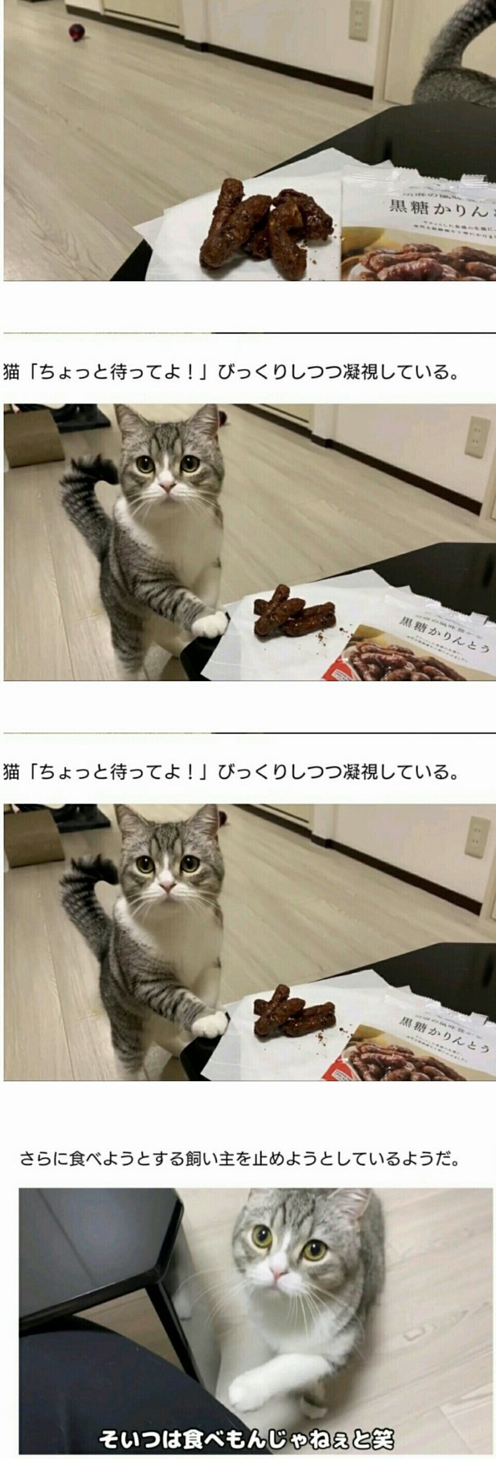 A cat that stops a butler from eating snacks.jpg