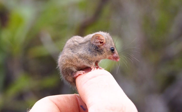 잿더미 호주섬에서 무게 7g 세계 최소 주머니쥐 발견