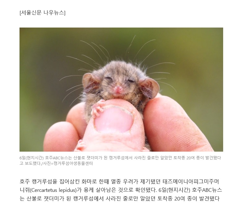 잿더미 호주섬에서 무게 7g 세계 최소 주머니쥐 발견
