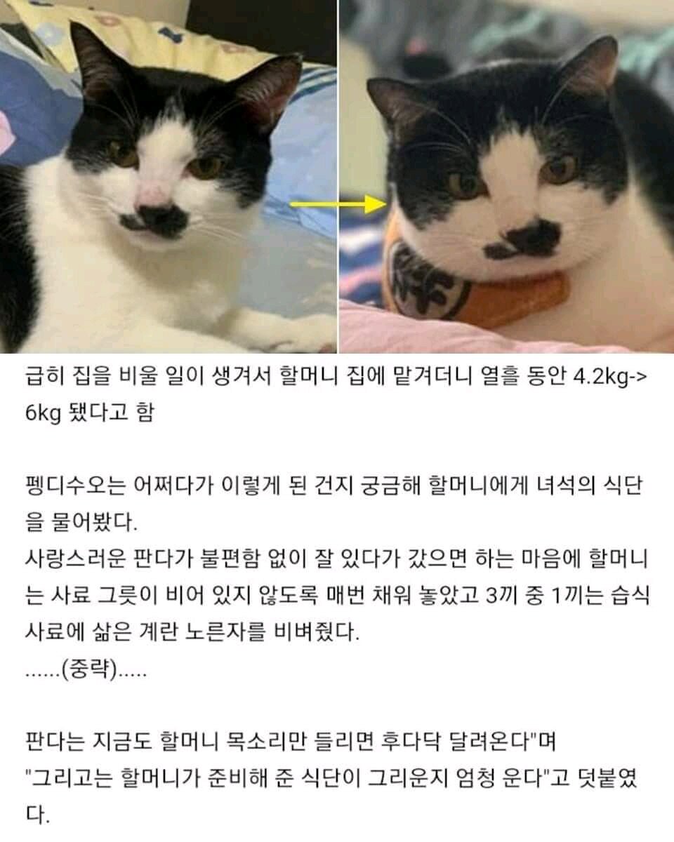 할머니에게 열흘 고양이 맡긴 결과