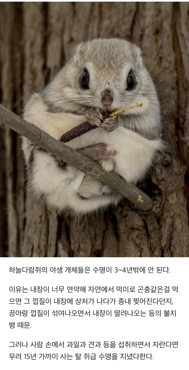 The amazing secret of flying squirrels.jpg