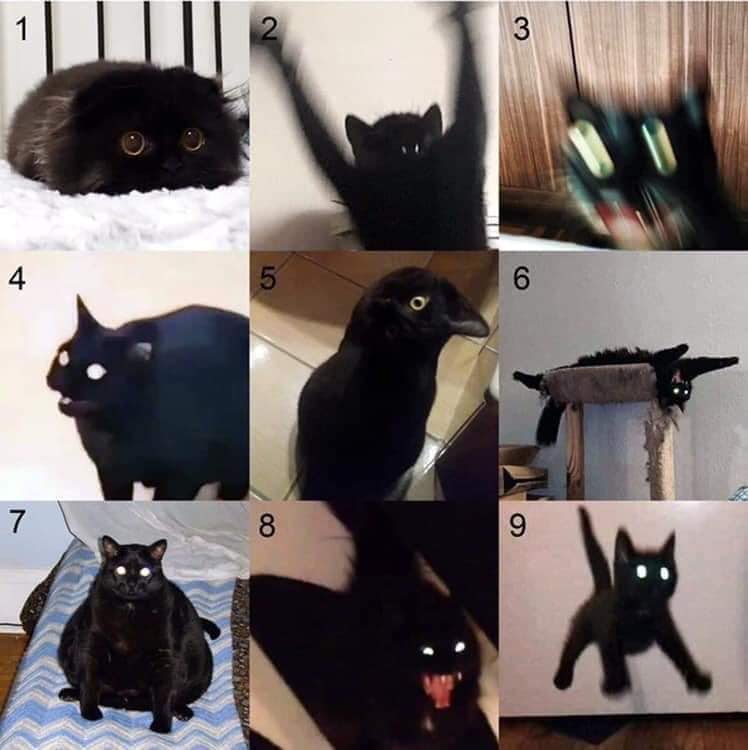 Please choose one of these cats.