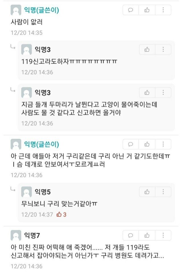 살인 들개들 어쩐다냐!!  - 안타 깝네요