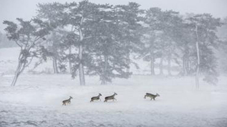 The Jeju International Photo Contest was canceled due to the synthesis.