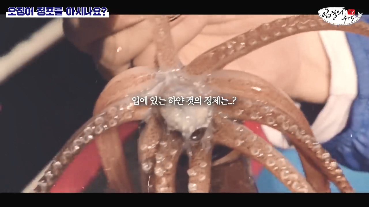 Be careful when eating squid