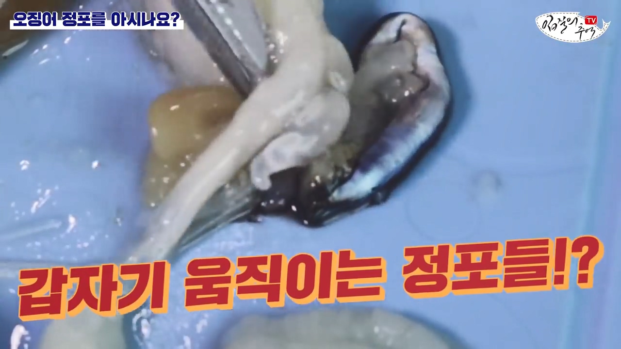 Be careful when eating squid