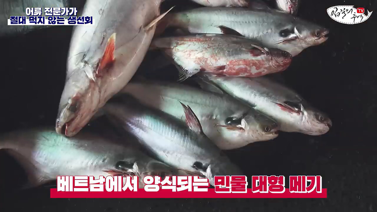 (스압) 생선회 전문가가 꼽은 절대 먹지 않는 생선회 7개