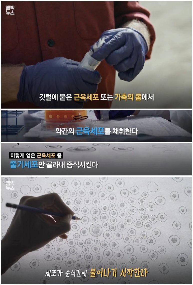 실험실에서 만든 고기 '배양육'