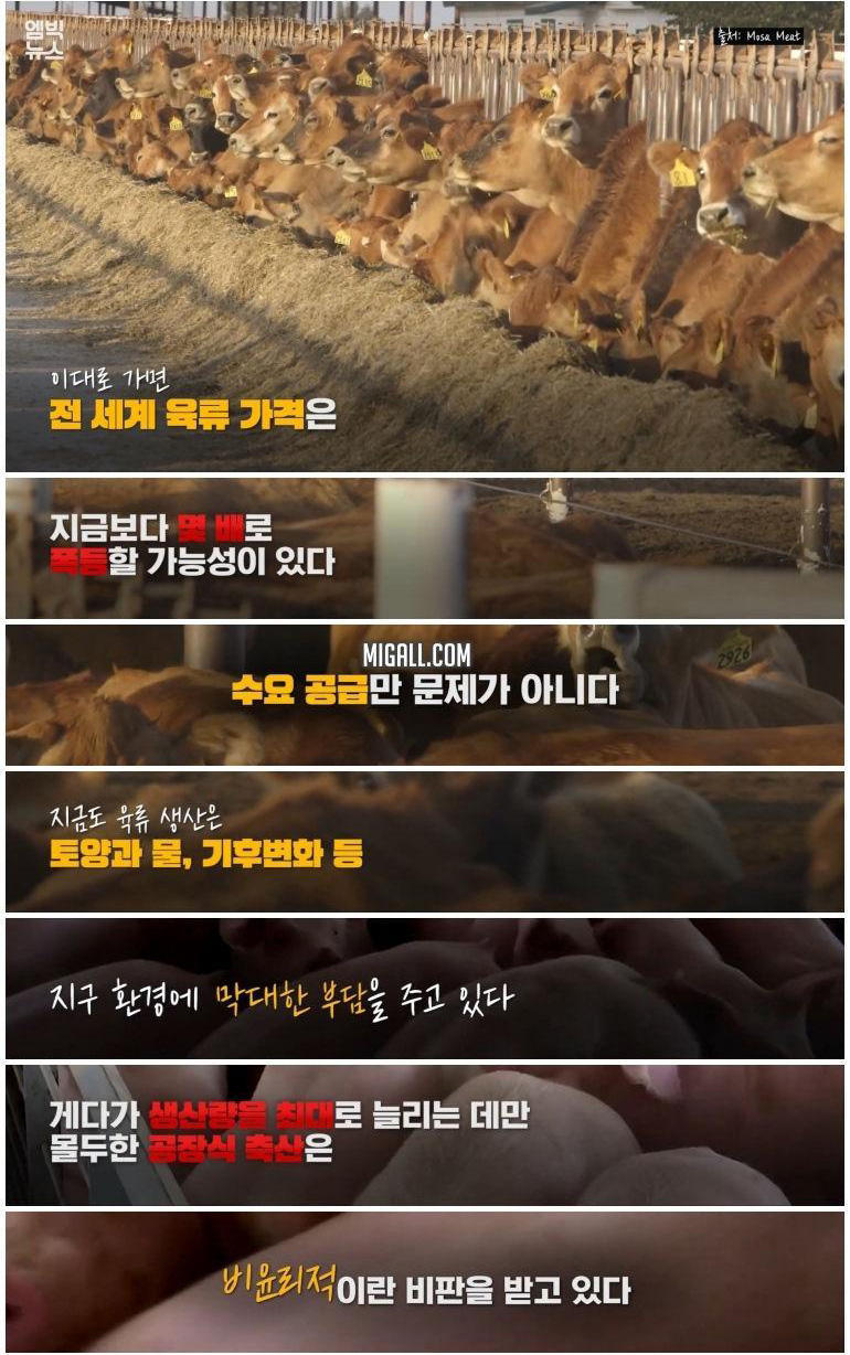 실험실에서 만든 고기 '배양육'