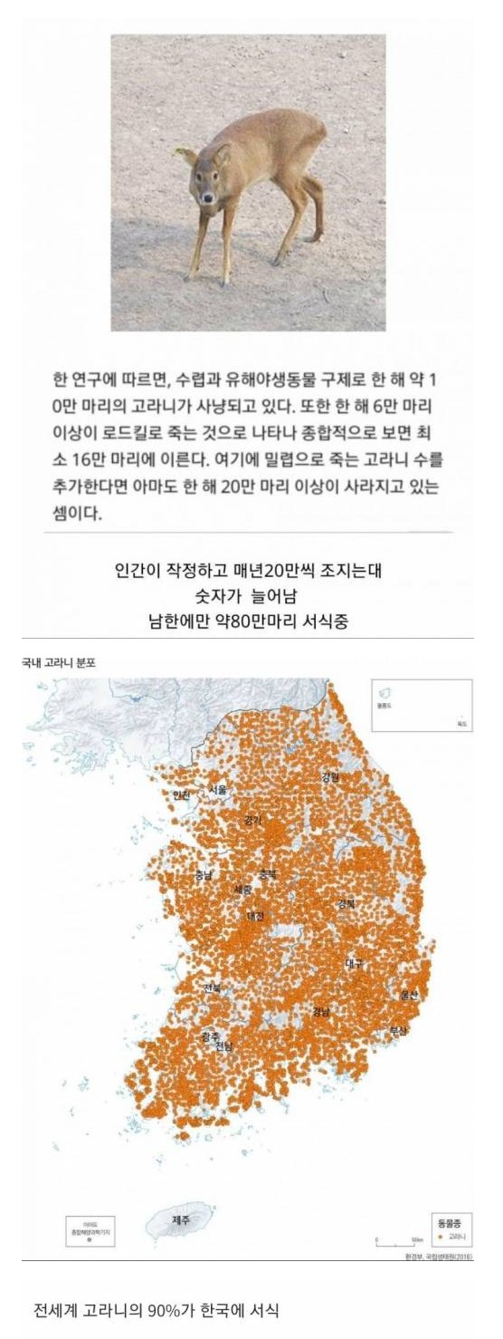 한국에서만 한 해에 20만마리 사냥당하는 동물.jpg
