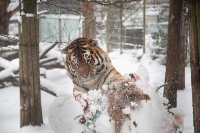 a snowman-crushing tigerjpg