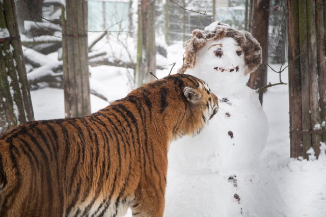 a snowman-crushing tigerjpg