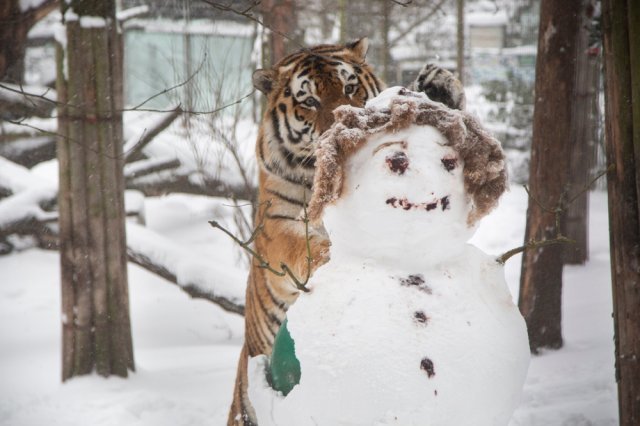 a snowman-crushing tigerjpg