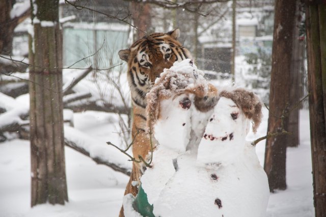 a snowman-crushing tigerjpg