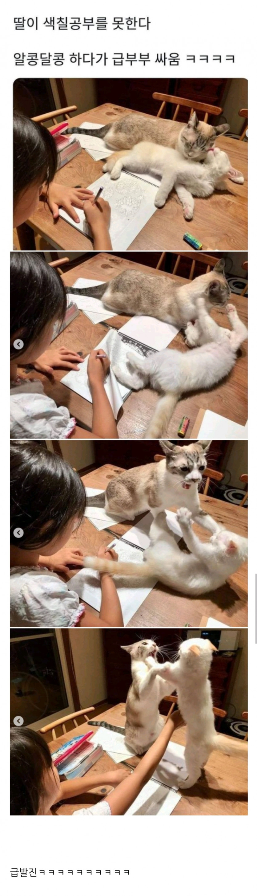 고양이 때문에 색칠공부 못하겠다