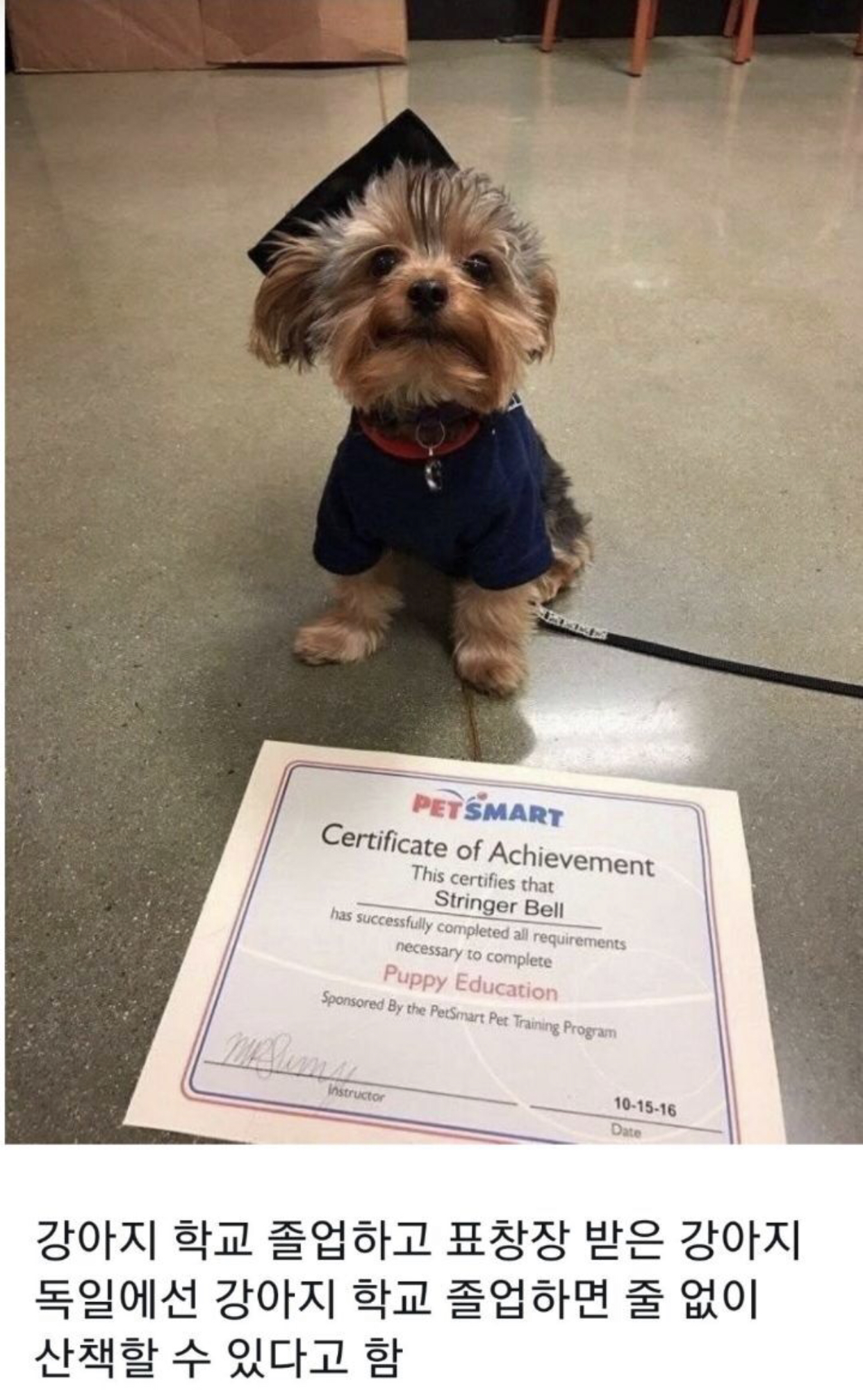 A dog that can walk without a leash.