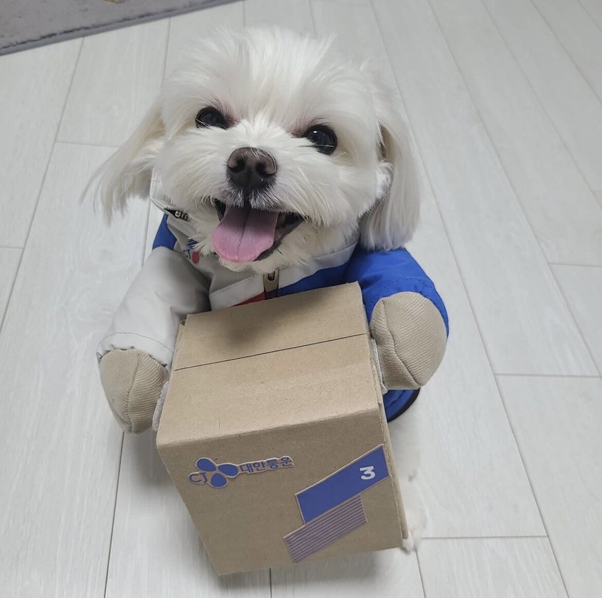 The delivery guy's puppy on Instagram.