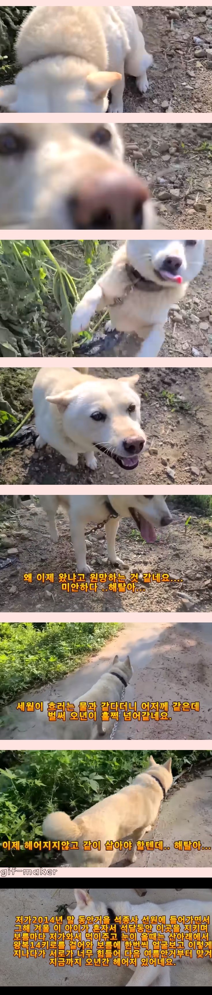 Jindo dog reaction to Wonju after 5 years.