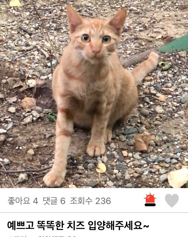 The stray cat sells for 50,000 won.jpg