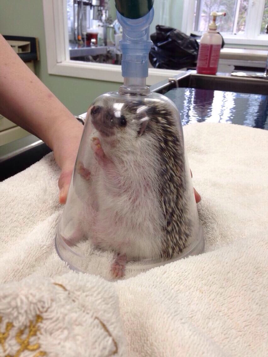 Hedgehog anesthesia