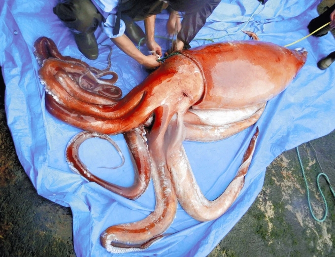 A giant squid called the harbinger of an earthquake was found alive in Japan.4 meters long, all-time.