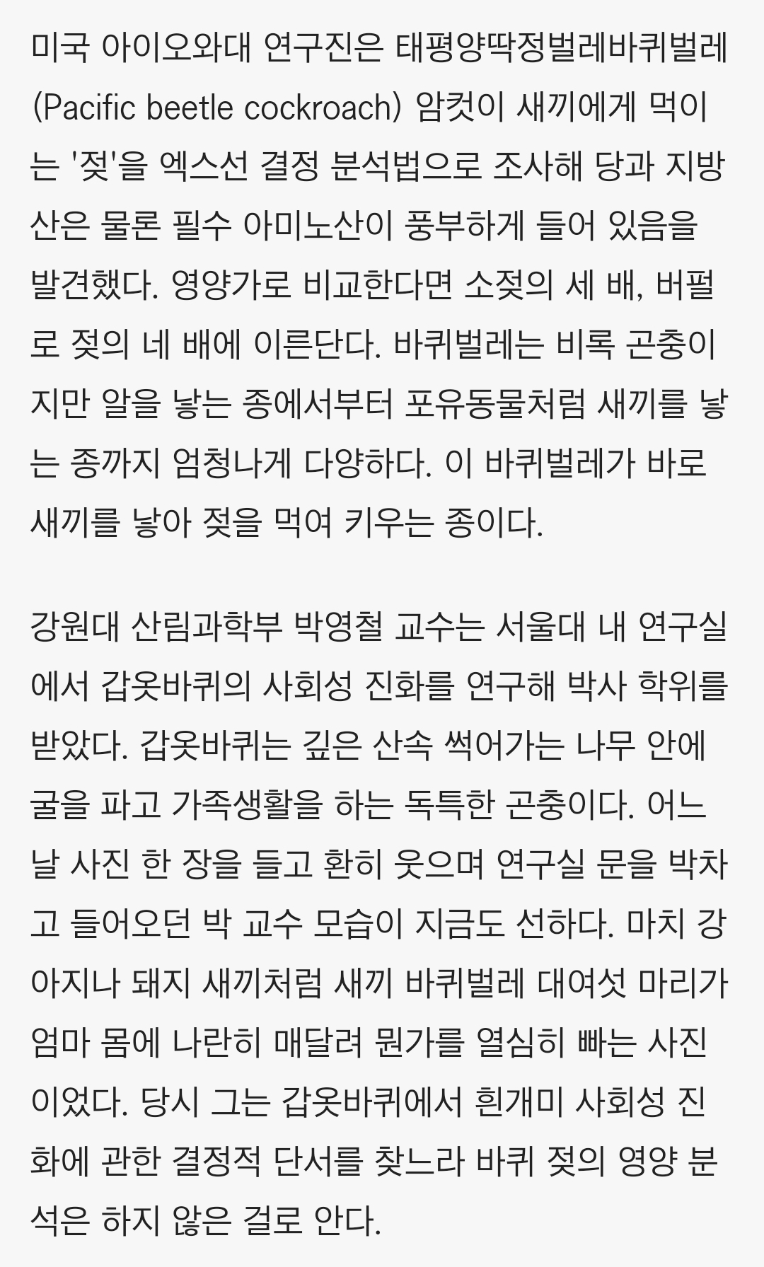 새끼한테 젖을 먹이는 바퀴벌레