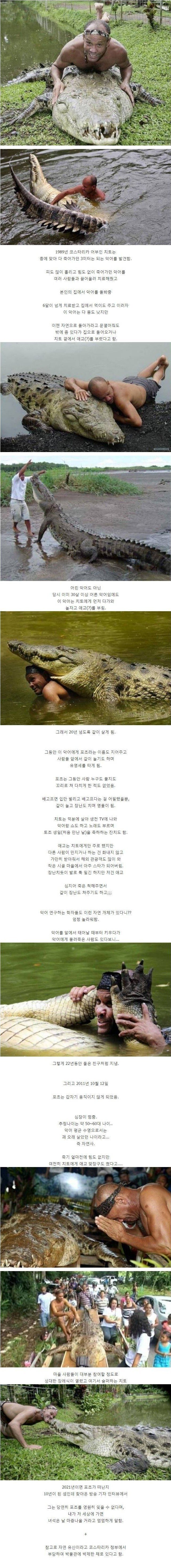 야생 악어를 구해주고 치료해준 결과.jpg