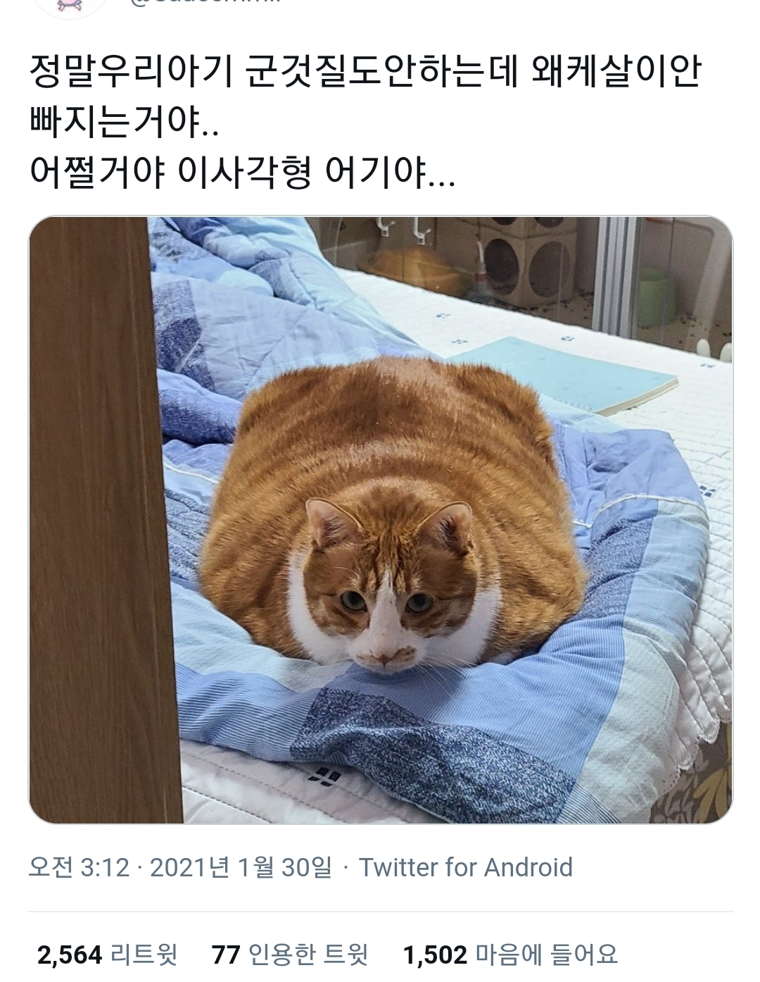 사각 고양이 쿠션.jpg