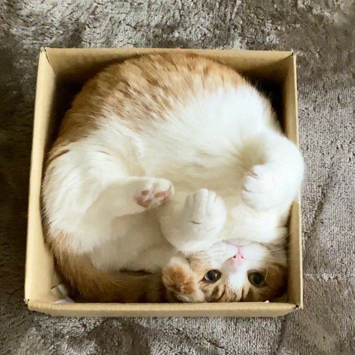 a box cat