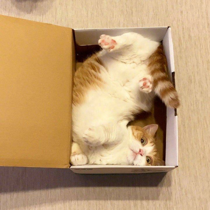 a box cat