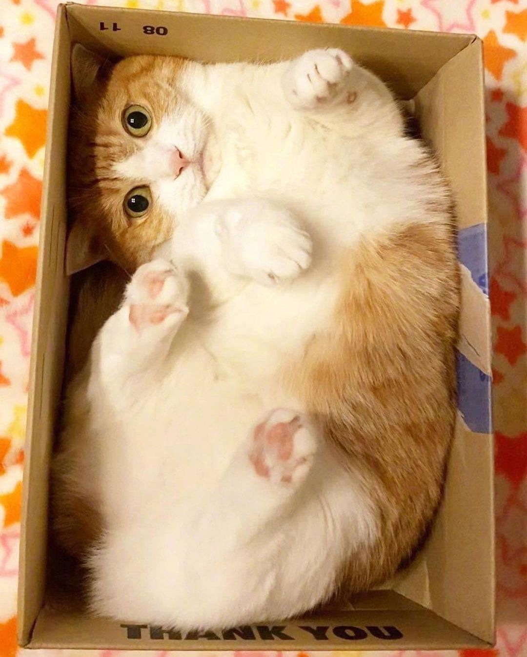 a box cat