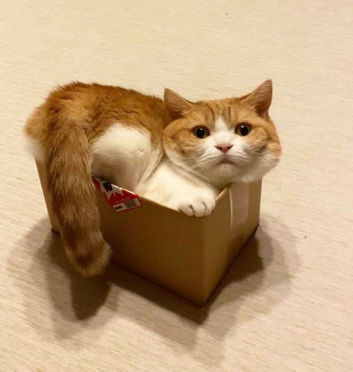 a box cat