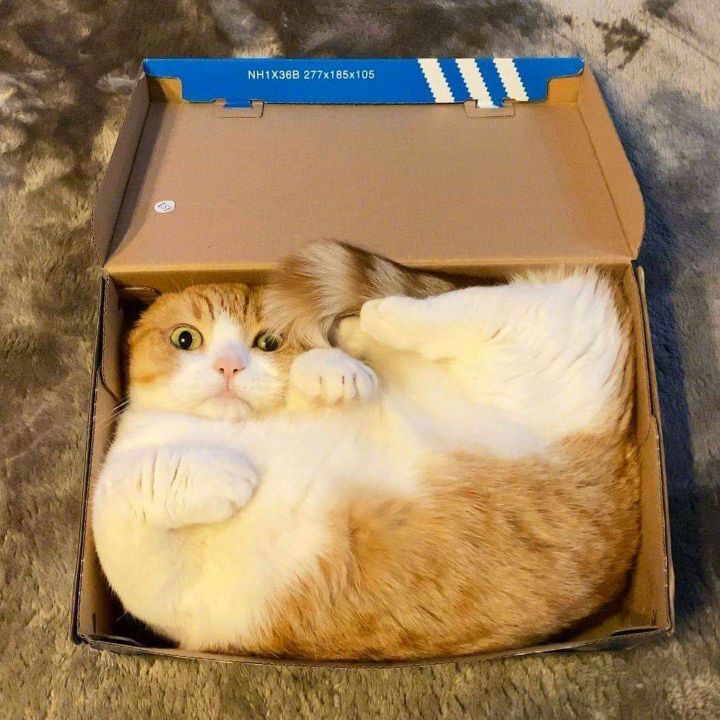 a box cat