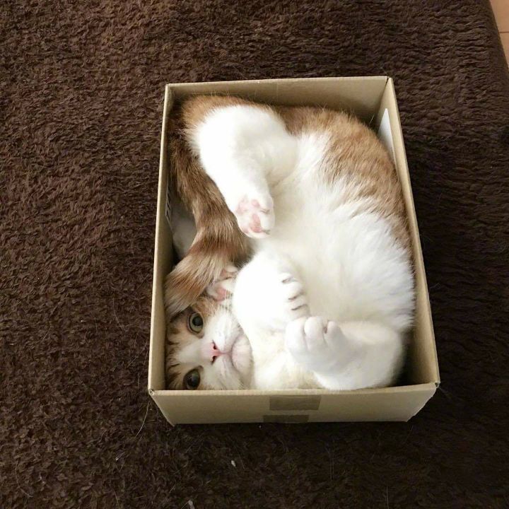 a box cat