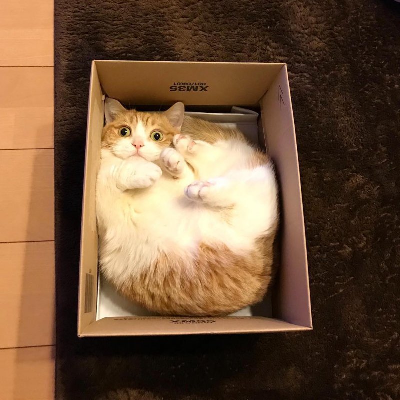 a box cat