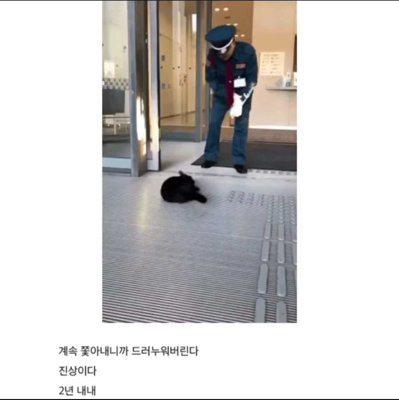 A cat that tried to break into an art museum for two years.jpg