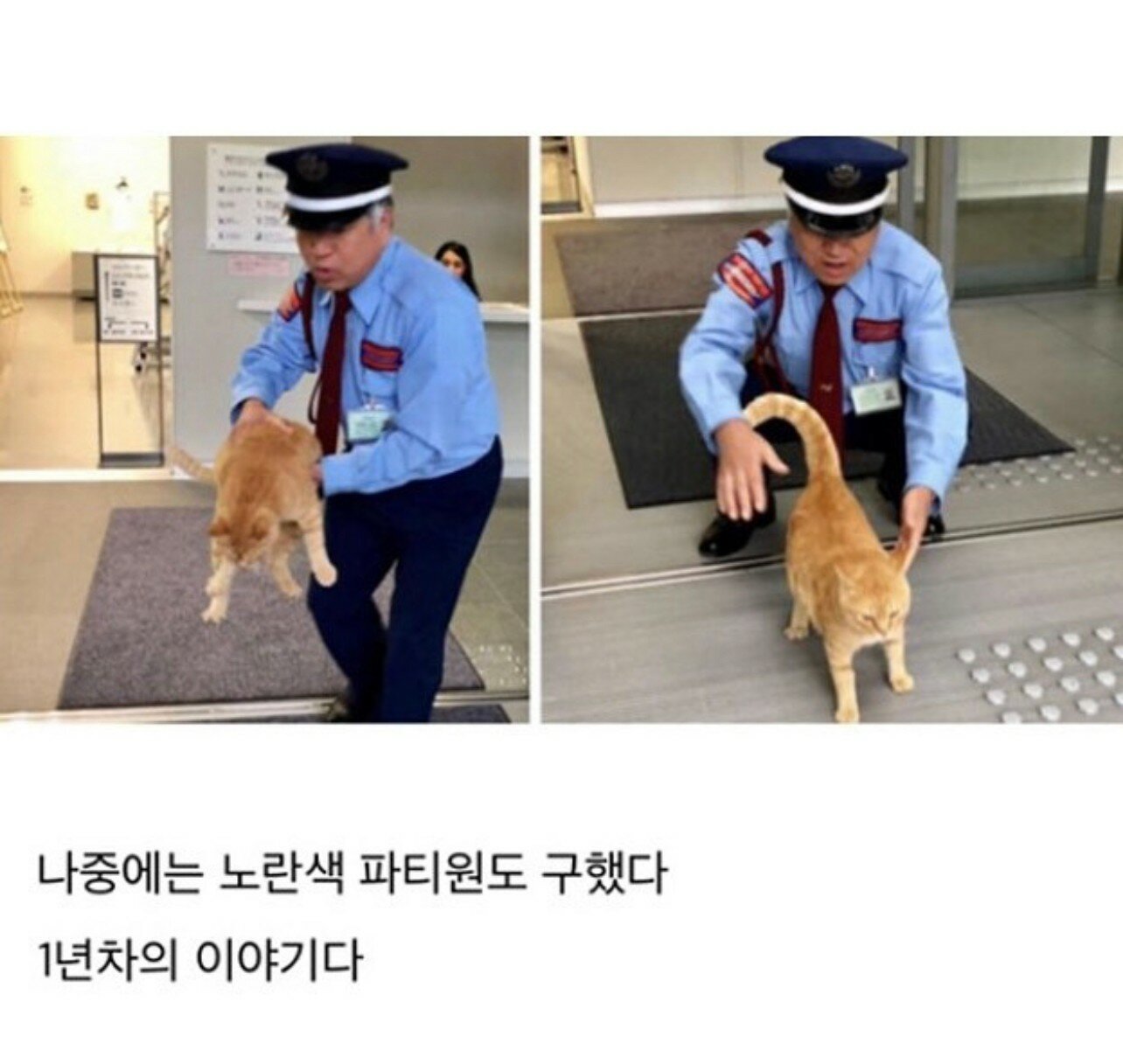 2년간 미술관 침입을 시도한 고양이.jpg