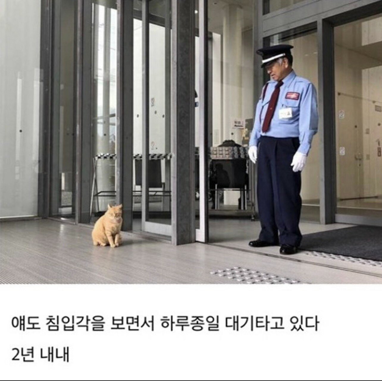 2년간 미술관 침입을 시도한 고양이.jpg