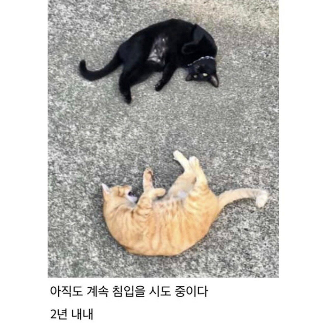 2년간 미술관 침입을 시도한 고양이.jpg