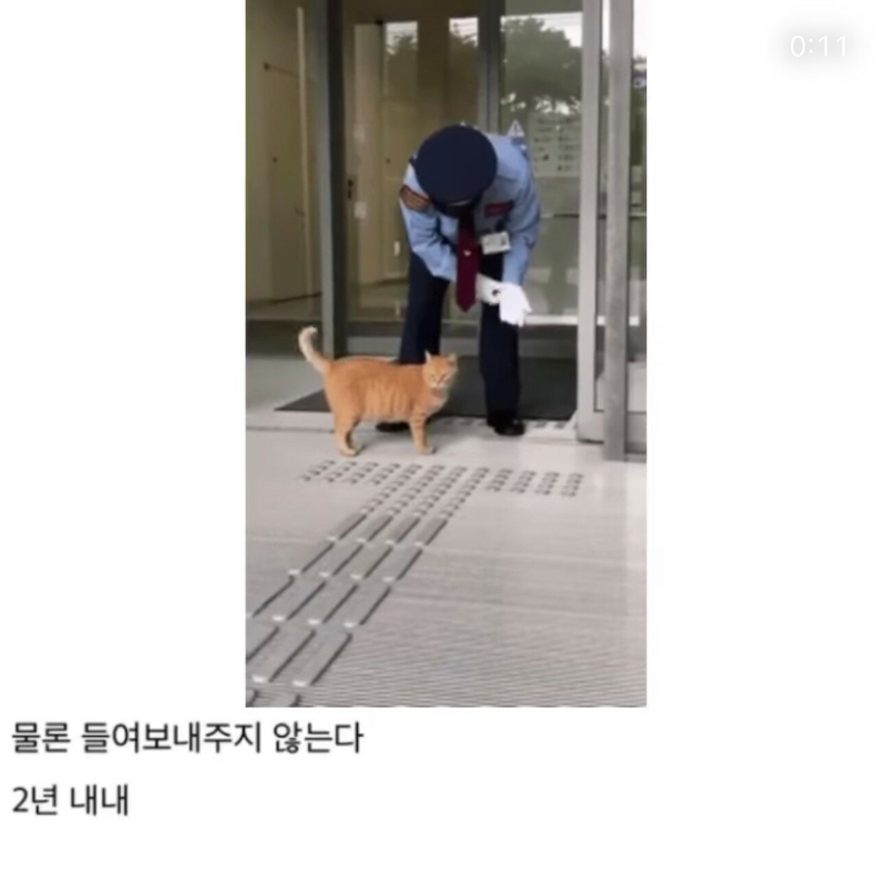 A cat that tried to break into an art museum for two years.jpg