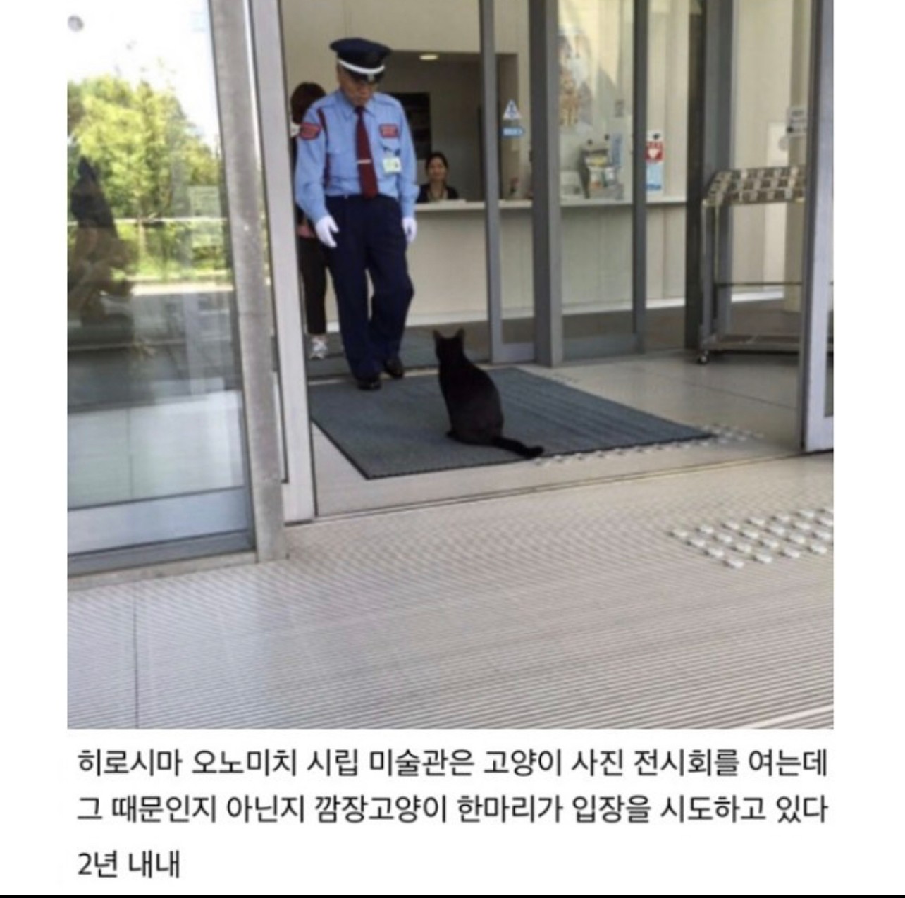 2년간 미술관 침입을 시도한 고양이.jpg