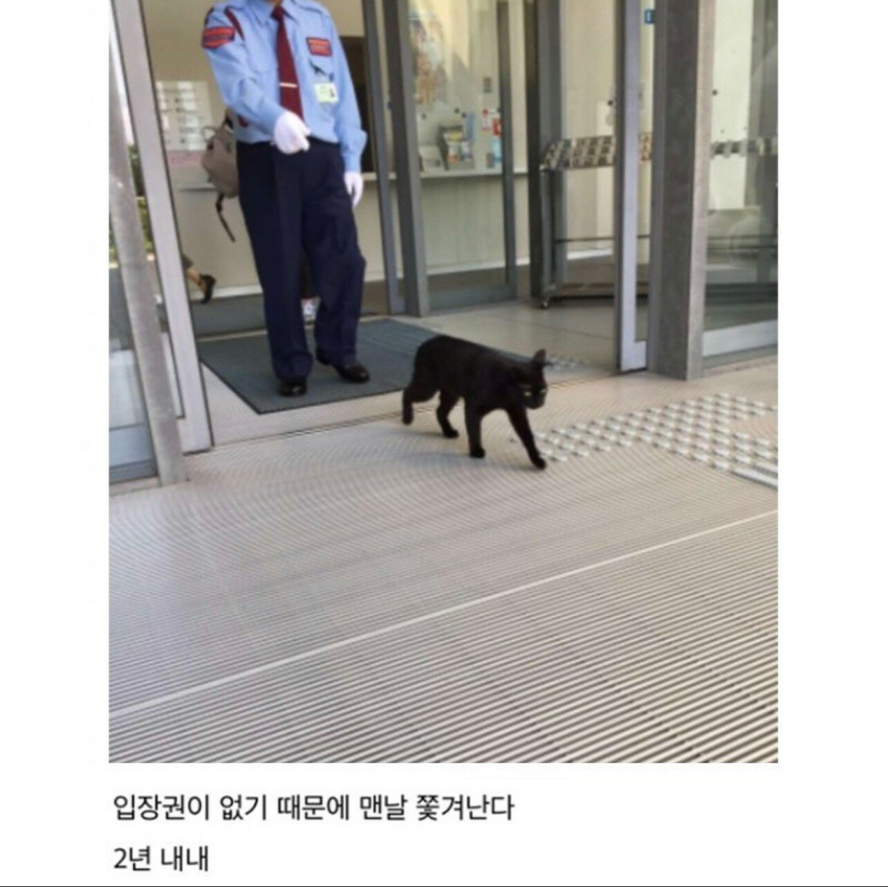 A cat that tried to break into an art museum for two years.jpg