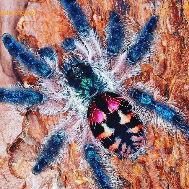 Brazilian jewel spider.gif