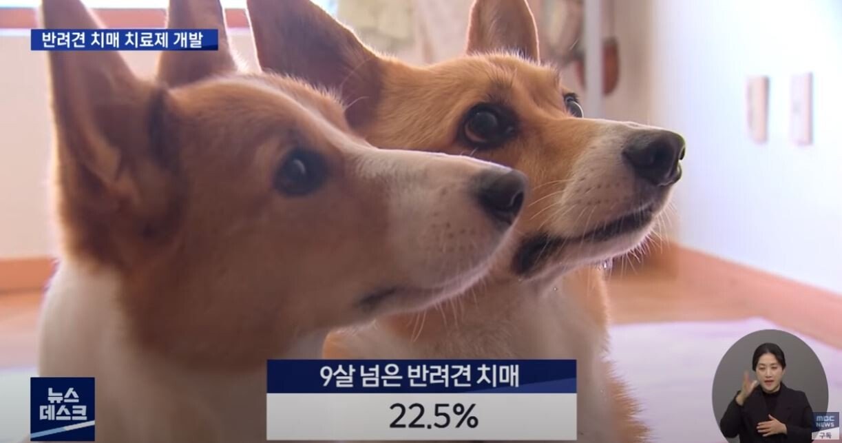 개 치매 치료제 개발에 성공한 한국 연구진
